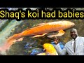 Shaquille O'Neal's Koi Spawned while here and was almost Deadly!! - OHIO FISH RESCUE