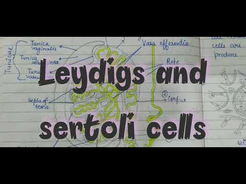 Difference Between Leydigs cells and Sertoli cells