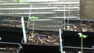 Seeds Germinated with Mojo
