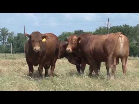 Beefmaster Bulls: "The Best Of Both Worlds"