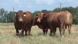 Beefmaster Bulls: 