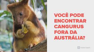 MARSUPIAL - PARA QUE SERVE A BOLSA DOS CANGURUS?