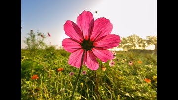 آيات بينات من سورة إبراهيم { برواية ورش عن نافع } بصوت القارئ { نور أبوزيد }