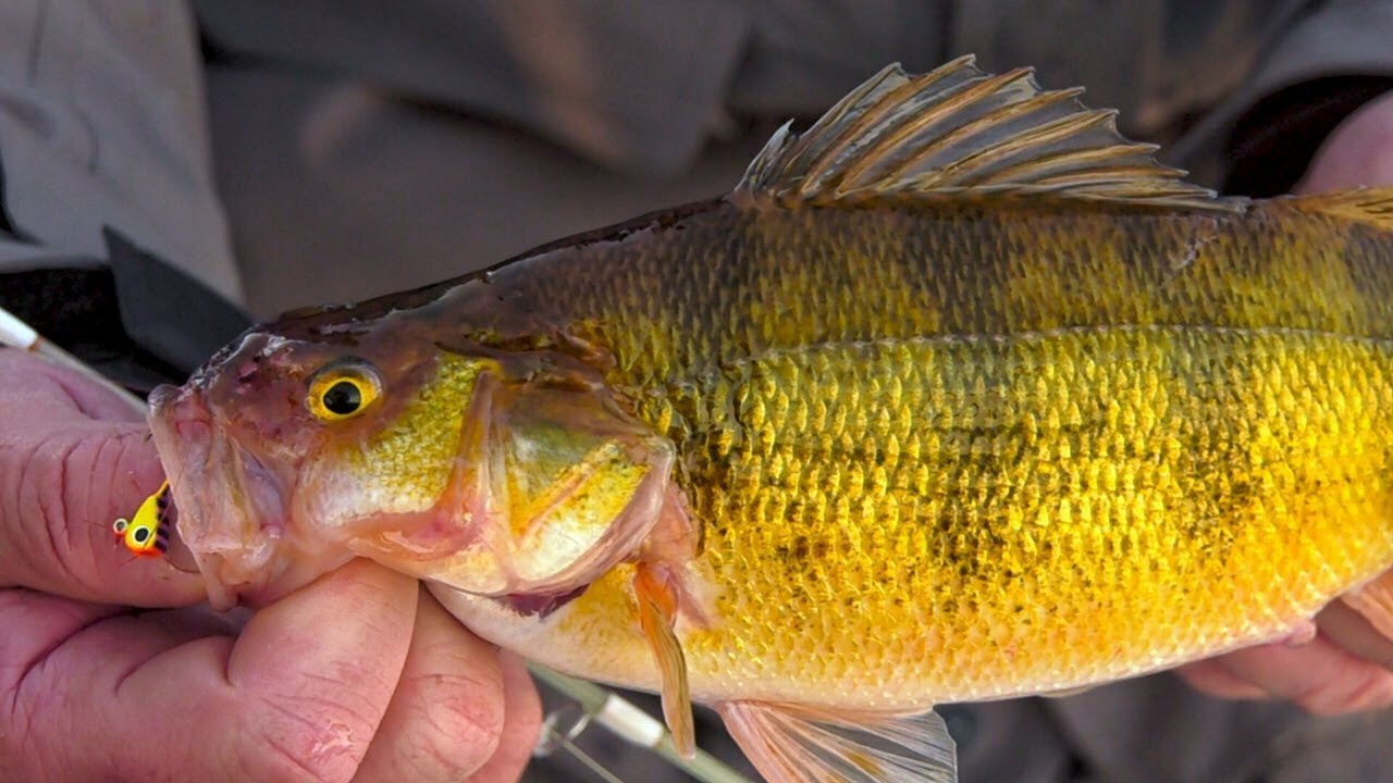 Stump perch Clearance