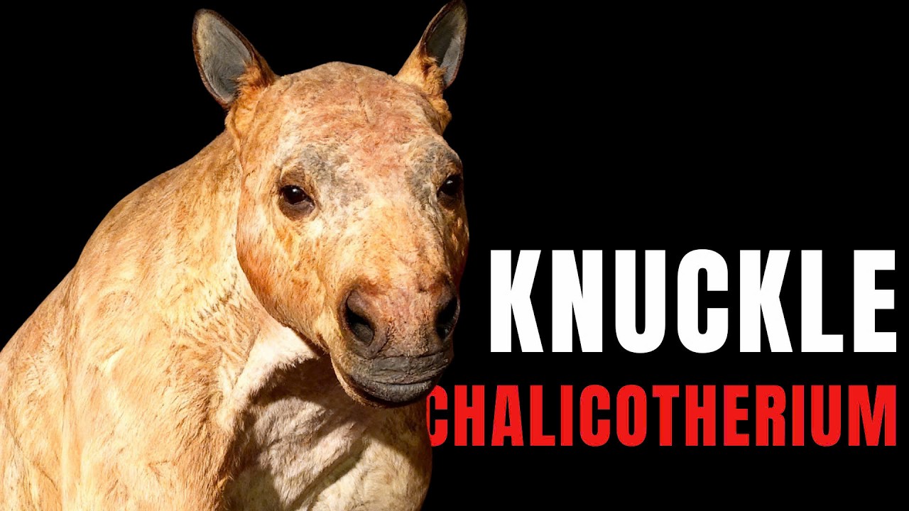 Единственное копытное млекопитающее, которое ходило на костяшках пальцев.