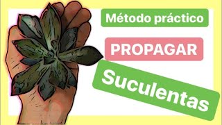 ▶ Cómo REPRODUCIR Plantas SUCULENTAS ║Guía práctica║