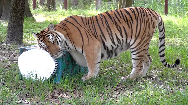 Quarantine Essentials With BIG Cats!