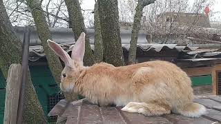 Кролики Фландр | Обзор на кроликов | Какие изменения