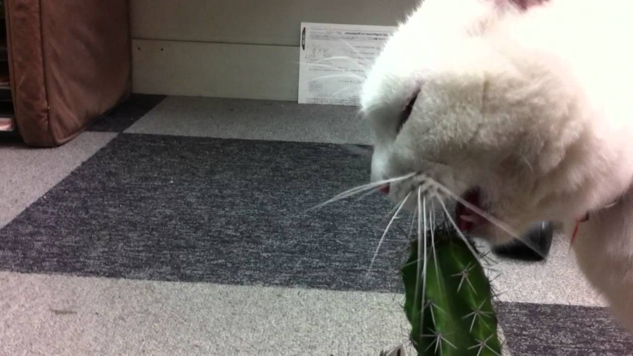 危険 とげとげサボテンを齧る白猫 驚愕 Youtube