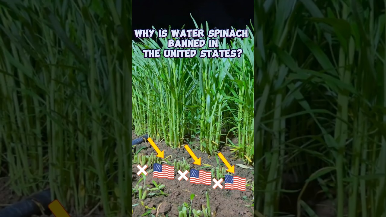 Почему водяной шпинат запрещён в США? 