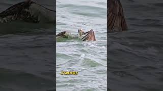 Eagle's Deadly Dive Hunting Fish at 100 kmh!