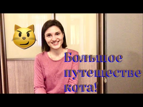 Перевозка кота в поезде|Советы, мой опыт