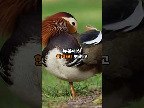 뉴욕에선 한 마리에 난리 난 새가 서울 한복판에 200마리 나타난 충격적인 이유 thumbnail