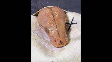 Reticulated Python - Anastasia