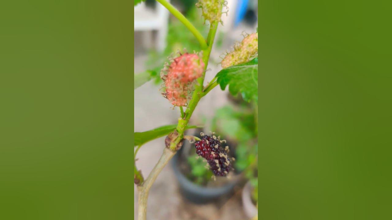 #song #anime #music #fruit #terracegardenindia #fruitrees #shortvideo #youtubeshorts #song #anime #music #fruit #terracegardenindia #fruitrees #shortvideo #youtubeshorts
