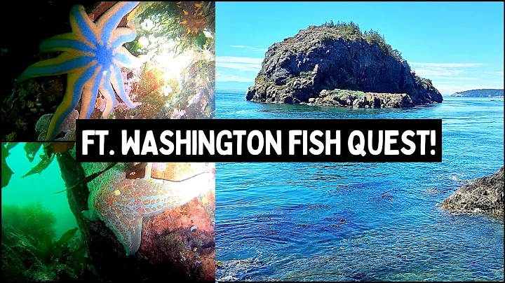 PNW Freediving at It's BEST (Lopez Island, Washing...