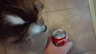 The Dog Is Looking for a Coca Cola (Can)! | Springer Spaniel by Juha Kaaro 186 views 8 months ago 46 seconds