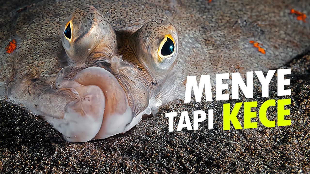 Setengah Tapi Komplit Ikan Sebelah Alamsemenit Youtube