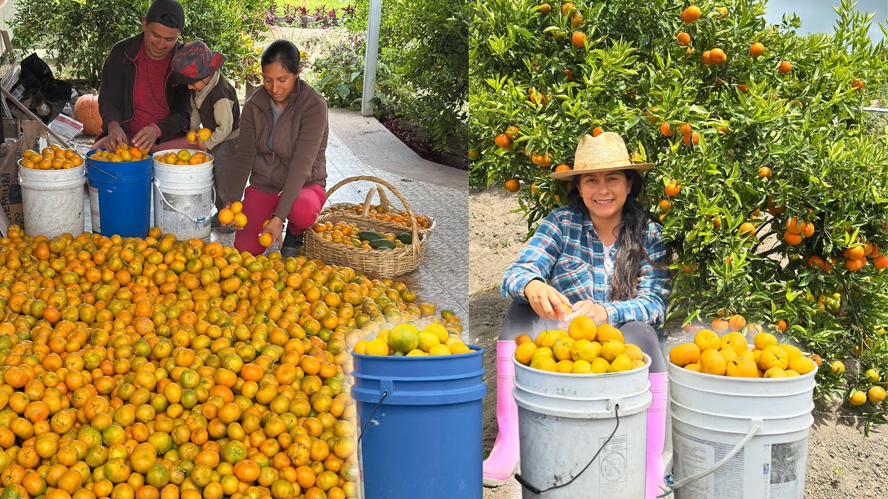 la REALIDAD de la PRODUCCIÓN de MANDARINA 🍊💰 Josué y Elie 