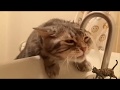 고양이 vs 물 웃긴 동영상 모음  Cats vs Water - Funny Cats