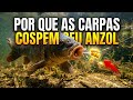 COMO EVITAR QUE A CARPA CUSPA O ANZOL (tenha 10x mais resultados com esse método)