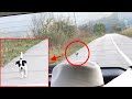 野良子犬が車を追いかけてきました。助けてもらう為に必死についてくる子犬の姿に心打たれる【感動】