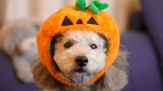 🔴【生配信】コタツでまったりハロウィンLIVE