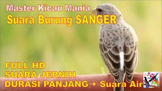 Masteran Murai, Suara Burung SANGER Durasi Panjang + Terapi Suara Air Mengalir...FULL HD...!!!