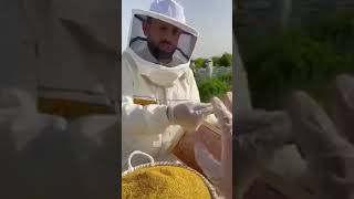 استخراج سم النحل، غذاء ملكات النحل، حبوب اللقاح.. روعه..