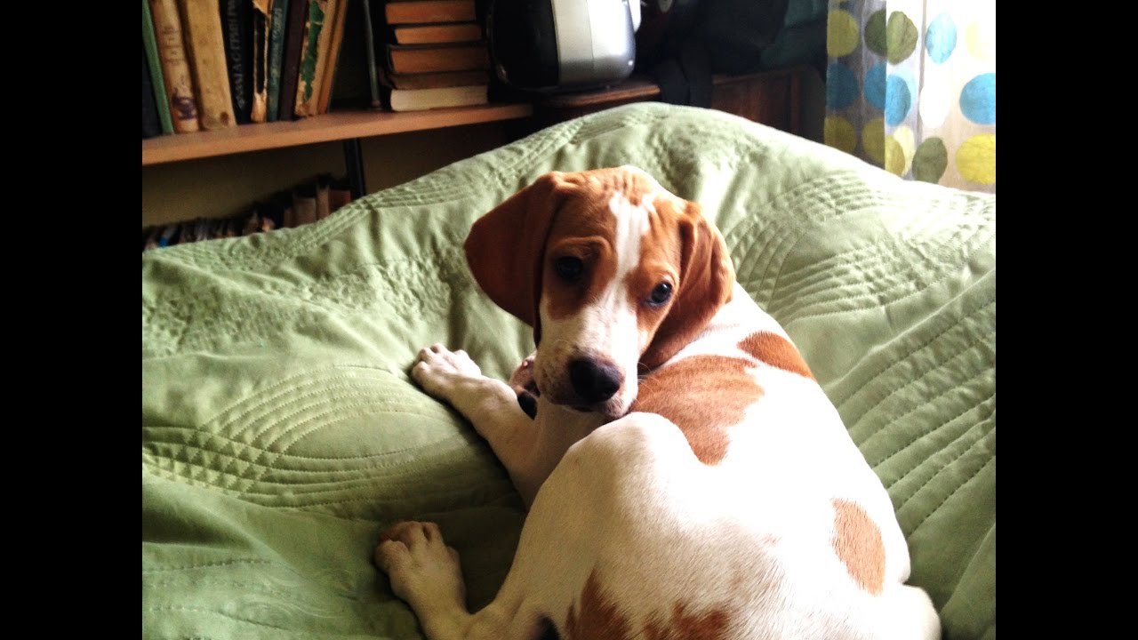 English pointer dog named Lucky - YouTube