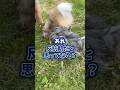 呼んでも来ない!反抗期だと思ってない?#犬のいる暮らし #dog #shorts