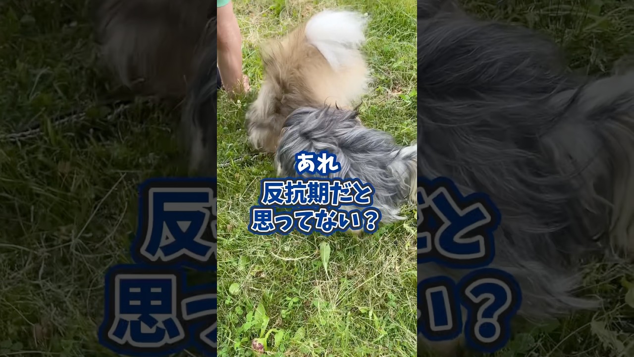 呼んでも来ない!反抗期だと思ってない?#犬のいる暮らし #dog #shorts