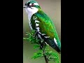 canto de pajaros al natural