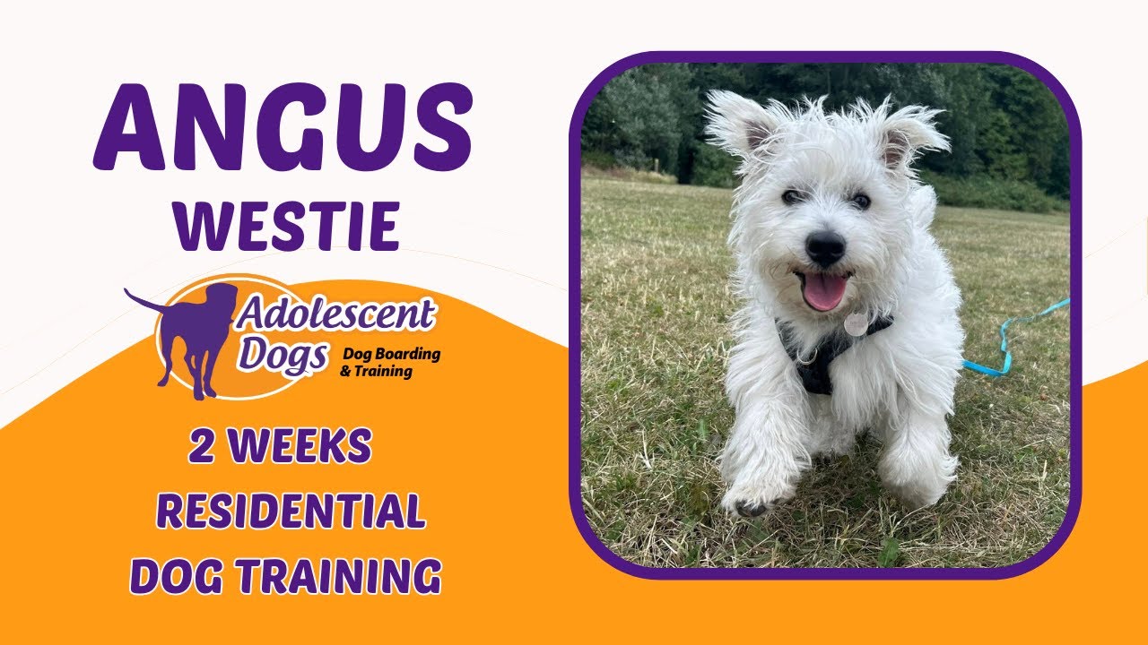 Intensive Dog Training: Transform Your Pet's Behavior