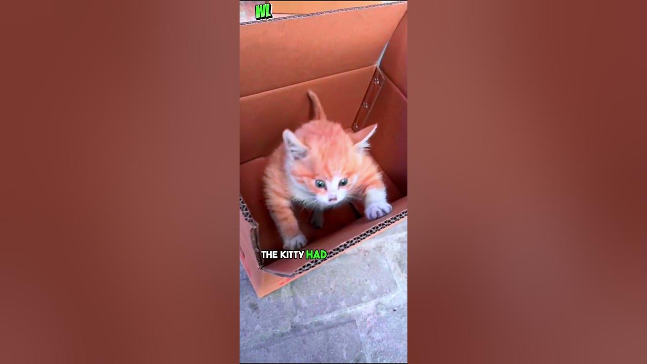 A viral A kitty with strangely huge muscles has become an internet ...