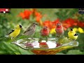 Chants oiseaux