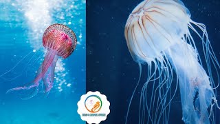 Jellyfish video - jellyfish!  learn about jellyfish by kids learning videos