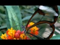 YANNI - Butterfly Dance