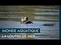 La loutre de mer un animal aquatique par excellence