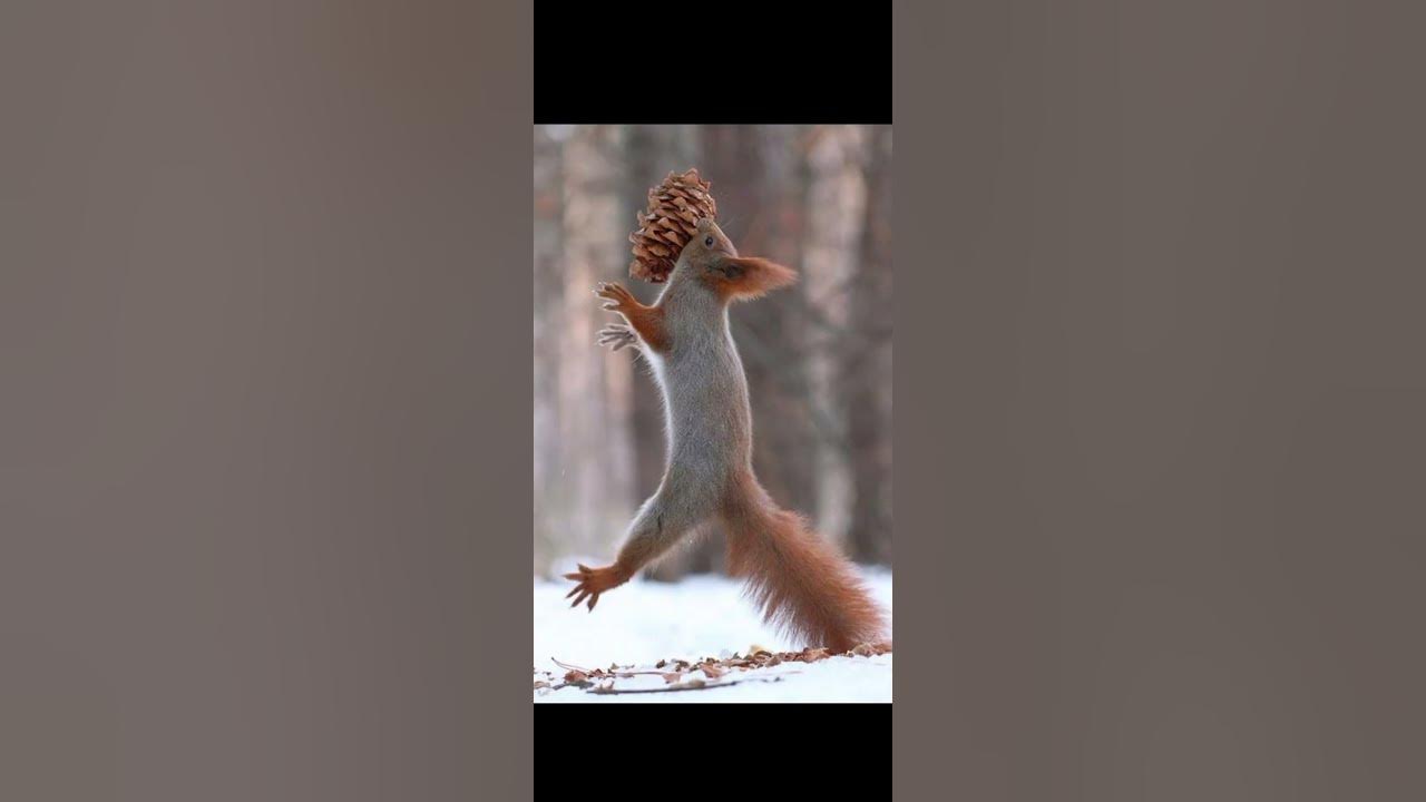 Белки дерутся