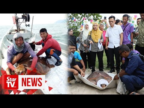 Cheers as rescued loggerhead turtle returns to the sea