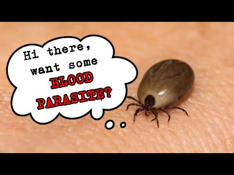 Video: Parasitic Infection (Neosporosis) Sa Mga Aso