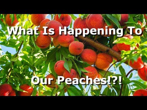 Video: Vad orsakar Peach Shot Hole Disease – Tips för att behandla Peach Shot Hole Disease