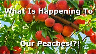 Peach Tree Diseases | What Is Happening To Our Tree?