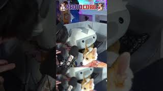 Would You Give The Corgi A Treat??