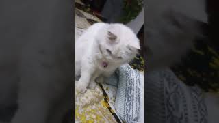 Https:youtube.com/Shorts/Clu5Iil0Rbg?Si=Lpfnewmszed0Cy97