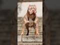 Pitbull dog WhatsApp status 🔥 #shorts #pitbull #dog #status #whatsappstatus #doglover #facts