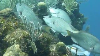 yellowtail parrotfish