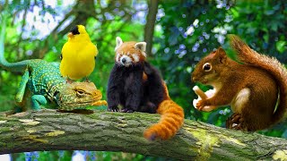 Beautiful Wild Kingdom Real Sounds &amp; Relaxing Nature | Part 2