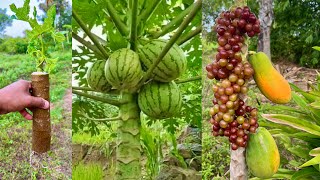 How to propagate papaya with grapes Get more fruits than expected | How to Grafti